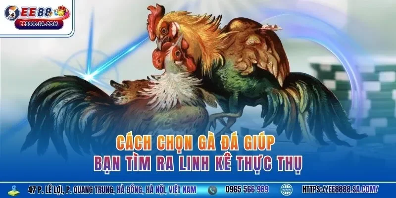 Cách chọn gà đá giúp bạn tìm ra linh kê thực thụ 